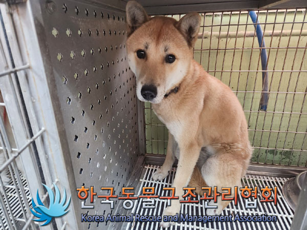 종료(안락사) 믹스…